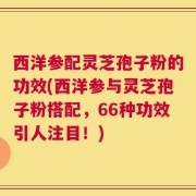 西洋参配灵芝孢子粉的功效(西洋参与灵芝孢子粉搭配，66种功效引人注目！)