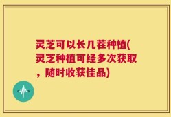灵芝可以长几茬种植(灵芝种植可经多次获取，随时收获佳品)