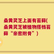 桑黄灵芝上面有苔藓(桑黄灵芝被植物搭档苔藓“亲密附骨”)