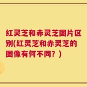 红灵芝和赤灵芝图片区别(红灵芝和赤灵芝的图像有何不同？)