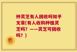 种灵芝有人回收吗知乎文章(有人收购种植灵芝吗？——灵芝可回收吗？)