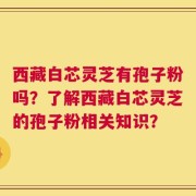 西藏白芯灵芝有孢子粉吗？了解西藏白芯灵芝的孢子粉相关知识？