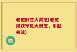 老挝野生大灵芝(老挝捕获罕见大灵芝，引起关注)
