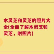 木灵芝和灵芝的照片大全(全面了解木灵芝和灵芝，附照片)