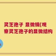 灵芝孢子 显微镜(观察灵芝孢子的显微结构