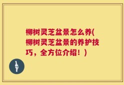 柳树灵芝盆景怎么养(柳树灵芝盆景的养护技巧，全方位介绍！)