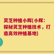 灵芝种植小辉(小辉：探秘灵芝种植技术，打造高效种植基地)