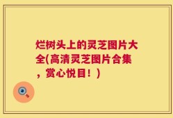 烂树头上的灵芝图片大全(高清灵芝图片合集，赏心悦目！)