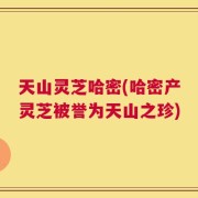 天山灵芝哈密(哈密产灵芝被誉为天山之珍)