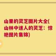 山里的灵芝图片大全(山林中迷人的灵芝：惊艳图片集锦)