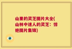 山里的灵芝图片大全(山林中迷人的灵芝：惊艳图片集锦)