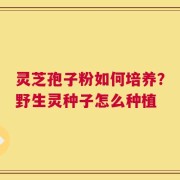 灵芝孢子粉如何培养？野生灵种子怎么种植