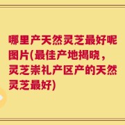 哪里产天然灵芝最好呢图片(最佳产地揭晓，灵芝崇礼产区产的天然灵芝最好)