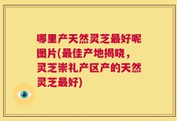 哪里产天然灵芝最好呢图片(最佳产地揭晓，灵芝崇礼产区产的天然灵芝最好)