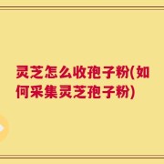 灵芝怎么收孢子粉(如何采集灵芝孢子粉)