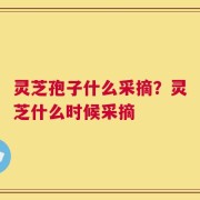 灵芝孢子什么采摘？灵芝什么时候采摘