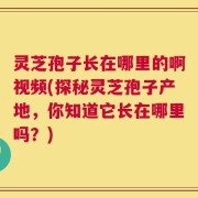 灵芝孢子长在哪里的啊视频(探秘灵芝孢子产地，你知道它长在哪里吗？)
