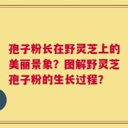 孢子粉长在野灵芝上的美丽景象？图解野灵芝孢子粉的生长过程？