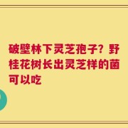破壁林下灵芝孢子？野桂花树长出灵芝样的菌可以吃