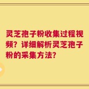 灵芝孢子粉收集过程视频？详细解析灵芝孢子粉的采集方法？