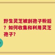 野生灵芝被刮孢子粉后？如何收集和利用灵芝孢子？