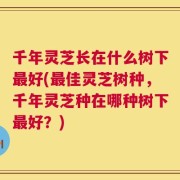 千年灵芝长在什么树下最好(最佳灵芝树种，千年灵芝种在哪种树下最好？)