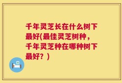 千年灵芝长在什么树下最好(最佳灵芝树种，千年灵芝种在哪种树下最好？)