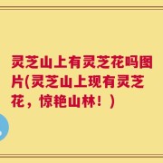灵芝山上有灵芝花吗图片(灵芝山上现有灵芝花，惊艳山林！)