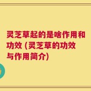 灵芝草起的是啥作用和功效 (灵芝草的功效与作用简介)