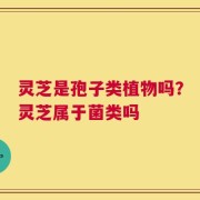 灵芝是孢子类植物吗？灵芝属于菌类吗