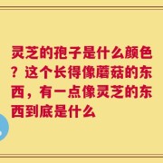 灵芝的孢子是什么颜色？这个长得像蘑菇的东西，有一点像灵芝的东西到底是什么
