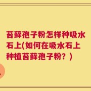 苔藓孢子粉怎样种吸水石上(如何在吸水石上种植苔藓孢子粉？)