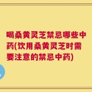 喝桑黄灵芝禁忌哪些中药(饮用桑黄灵芝时需要注意的禁忌中药)