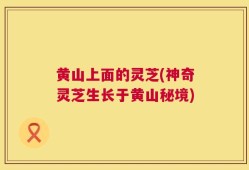 黄山上面的灵芝(神奇灵芝生长于黄山秘境)
