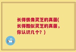 长得很像灵芝的真菌(长得酷似灵芝的真菌，你认识几个？)