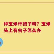 种玉米杆孢子粉？玉米头上有虫子怎么办