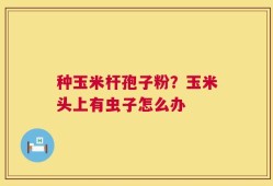种玉米杆孢子粉？玉米头上有虫子怎么办