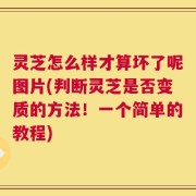 灵芝怎么样才算坏了呢图片(判断灵芝是否变质的方法！一个简单的教程)