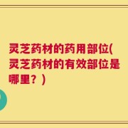 灵芝药材的药用部位(灵芝药材的有效部位是哪里？)