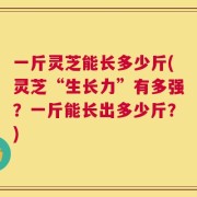 一斤灵芝能长多少斤(灵芝“生长力”有多强？一斤能长出多少斤？)