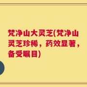 梵净山大灵芝(梵净山灵芝珍稀，药效显著，备受瞩目)