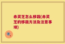 赤灵芝怎么移栽(赤灵芝的移栽方法及注意事项)
