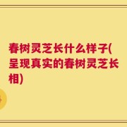 春树灵芝长什么样子(呈现真实的春树灵芝长相)