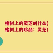 楮树上的灵芝叫什么(楮树上的珍品：灵芝)