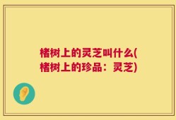 楮树上的灵芝叫什么(楮树上的珍品：灵芝)