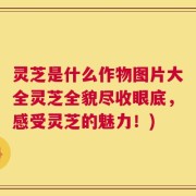 灵芝是什么作物图片大全灵芝全貌尽收眼底，感受灵芝的魅力！)