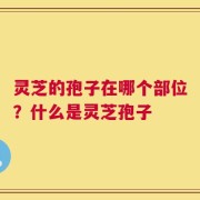 灵芝的孢子在哪个部位？什么是灵芝孢子
