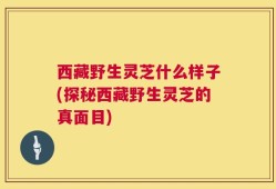 西藏野生灵芝什么样子(探秘西藏野生灵芝的真面目)