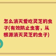 怎么消灭爱吃灵芝的虫子(有效防止虫害，从根源消灭灵芝的虫子)