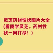 灵芝药材性状图片大全(看图学灵芝，药材性状一网打尽！)